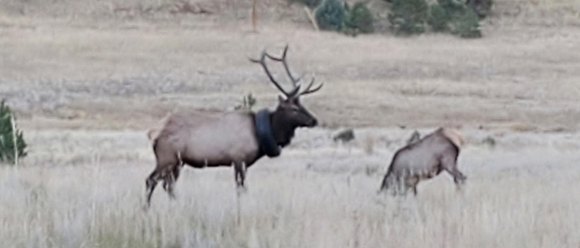 US-Bundesstaat Colorado: Wildhüter befreien Hirsch von Reifen um den Hals –  nach zwei Jahren