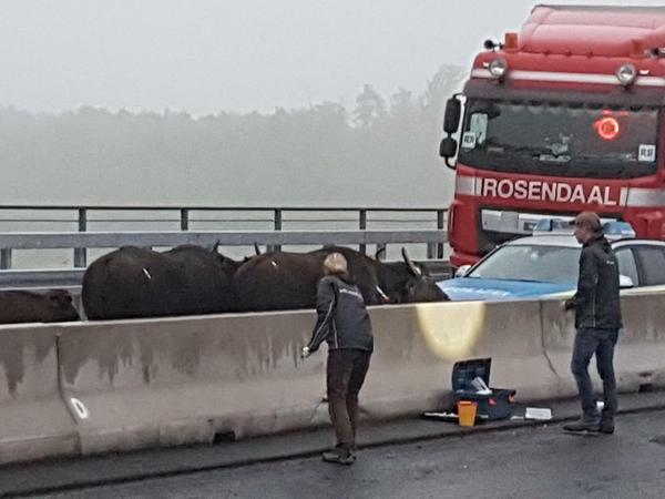 Fünf Wasserbüffel haben auf der Autobahn 3 zwischen dem Dreieck Langenfeld und Kreuz Leverkusen für erhebliche Verkehrsprobleme gesorgt. 