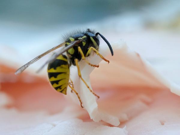Eine Wespe beißt ein Stück aus einer Scheibe Schinken heraus. Wespen suchen im Sommer proteinreiche Nahrung für ihre Larven. (Archivbild)