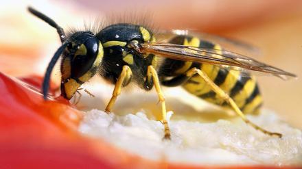 Eine Wespe nascht von Erdbeerkonfitüre auf einem Brötchen. 