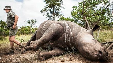 Immer mehr Nashörner fallen in Südafrika skrupellosen WiIderern zum Opfer. Die Ermittler wie hier im Kruger-Nationalpark sind oft machtlos gegenüber den organisierten Banden, die es allein auf die Hörner der Tiere abgesehen haben. 