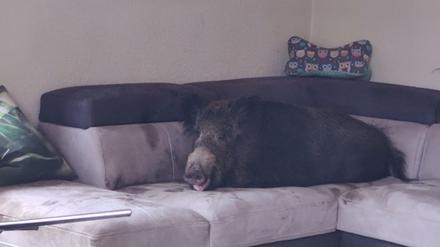 Nachdem das Wildschwein im Wohnzimmer gewütet hatte, machte es sich auf der Couch gemütlich.