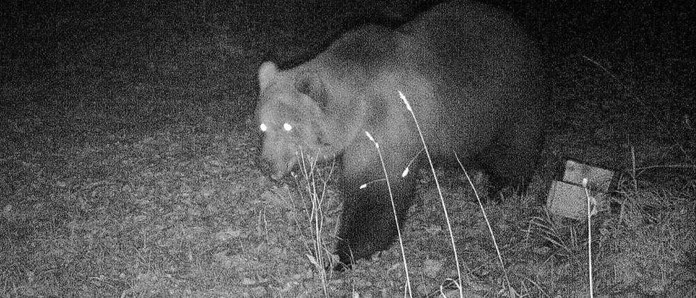Das Foto einer Wildtierkamera zeigt einen Braunbären.