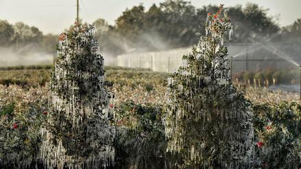 In Florida besprühen Gärtner ihre Pflanzen mit Wasser, um sie vor der ungewöhnlichen Kälte zu schützen. 