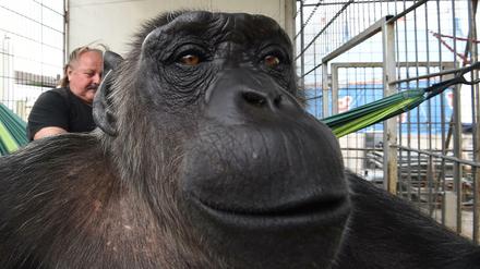 Klaus Köhler, Direktor des Zirkus "Belly", hat erreicht, dass Schimpanse "Robby" in seinem Zirkus bleiben darf.