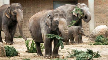 Diese Elefanten müssen sich wohl keine Sorgen um ihr Futter machen.