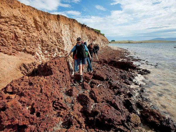 Prächtige Versteinerungen. Millionen Jahre alte Muscheln und Meeresschnecken schmücken die schroffen Felswände in der Fossil Bay.