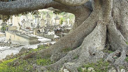 Tief verwurzelt. Die knorrigen Bäume des Friedhofs zeugen vom mediterranen Klima der spanischen Insel. Foto: mauritius images