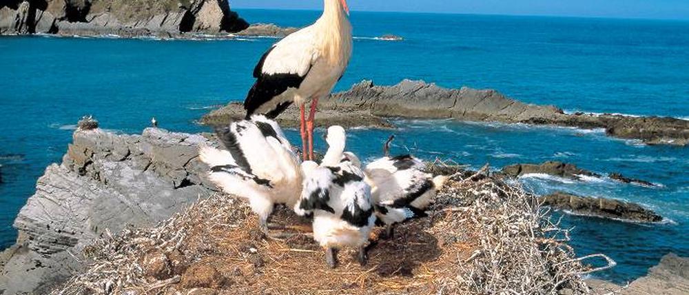 Luftiges Heim. Am Kap Sardão baut Familie Adebar das Nest auf den Klippen überm Atlantischen Ozean. Die Aussicht kann nicht besser sein. Foto: picture-alliance/NHPA/photoshot