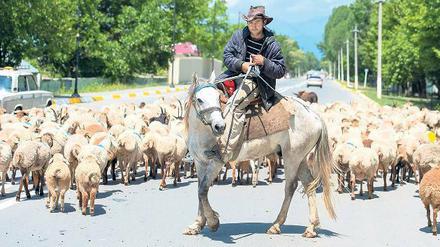 Viehherden auf den Straßen im Hinterland von Aserbaidschan sind nicht die einzigen Hindernisse für Touristen.