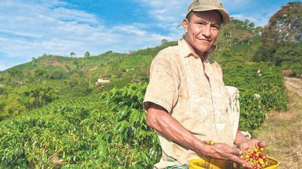 Arbeit im Grünen. Kaffeepflücker ernten den ganzen Tag an frischer Luft. Viel verdienen sie dabei nicht. Foto: mauritius images