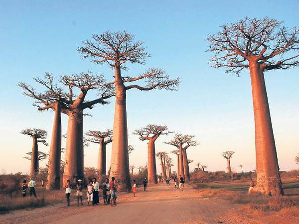 Baobab-Allee. Der unersättliche Baum benötigt weit mehr Wasser als andere Arten.