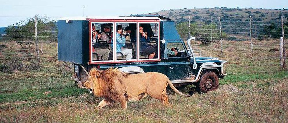 „Gefährlich ist’s, den Leu zu wecken, …“. Was schon Friedrich Schiller wusste, schreckt Südafrikatouristen jedoch nicht. Im Gegenteil: Jetzt locken günstige Reisepreise.