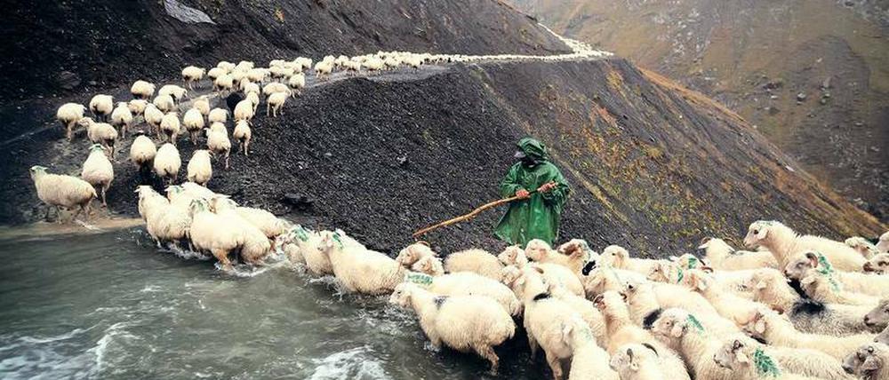Die sind doch nicht blöd! Beim heiklen Viehtrieb im wilden Kaukasus passen Hirten und Schafe gleichermaßen auf, dass es keine Verluste gibt.