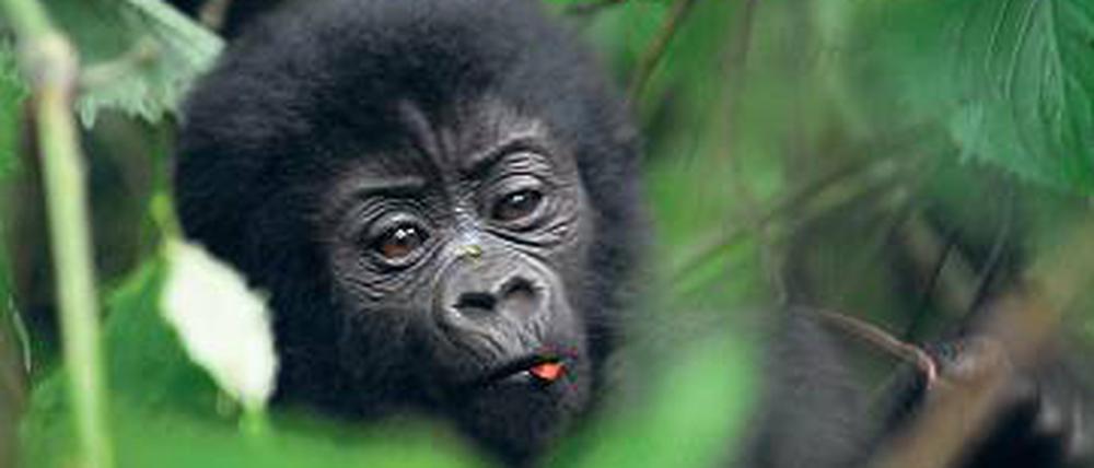 Niedlich – und schützenswert: Gorillajunges in Uganda 