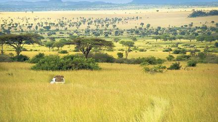 Ursprüngliche Wildnis im Norden Ugandas. Weite Savanne, Grasland in Grün- und Gelbtönen breiten sich im Kidepo Valley Nationalpark vor den Morungule-Bergen aus. 