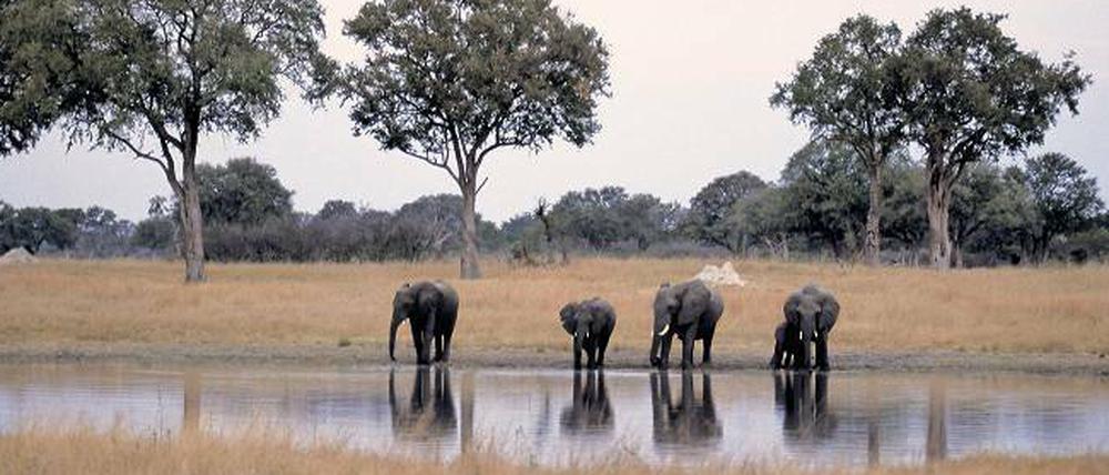 Durstig. Im Hwange-Nationalpark können Elefanten seelenruhig trinken. Großwildjäger erhalten im Schutzgebiet – natürlich – keine Lizenz zum Abschuss.