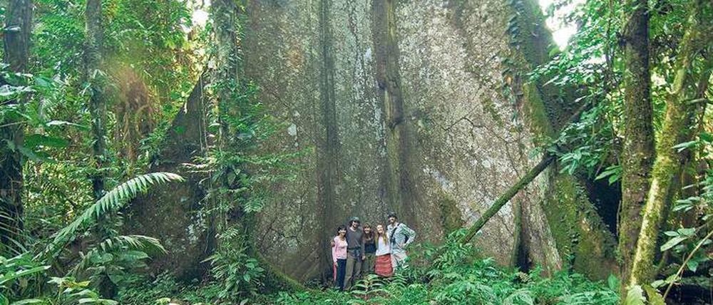 Riese mit Wurzeln. Der Kapokbaum (Ceiba pendata) ist einer der Giganten des Regenwaldes.