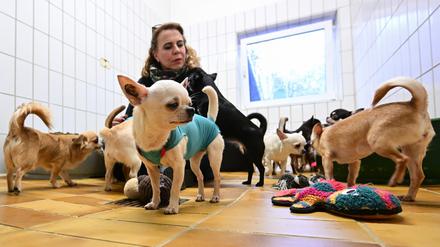 Petra Veiel vom Tierheim Stuttgart betreut gerettete Chihuahua Hunde aus einem Fall von „animal hoarding“. Nach Angaben des Deutschen Tierschutzverbandes zeichnet sich ab, dass im vergangenen Jahr so viele Wohnungen und Häuser ausgeräumt wurden wie nie zuvor.