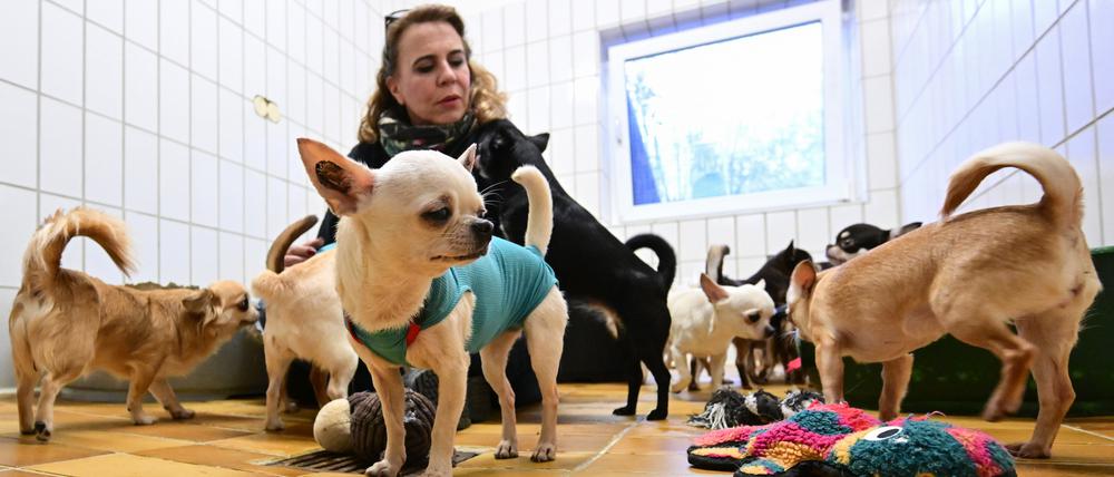 Petra Veiel vom Tierheim Stuttgart betreut gerettete Chihuahua Hunde aus einem Fall von „animal hoarding“. Nach Angaben des Deutschen Tierschutzverbandes zeichnet sich ab, dass im vergangenen Jahr so viele Wohnungen und Häuser ausgeräumt wurden wie nie zuvor.