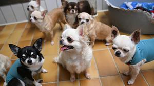 Gerettete Chihuahua Hunde aus einem Fall von „animal hoarding“ im Tierheim Stuttgart.