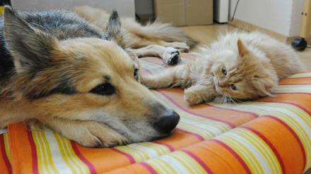Katzen und Hunde können die Erreger übertragen, aber auch Flöhe und Zecken.