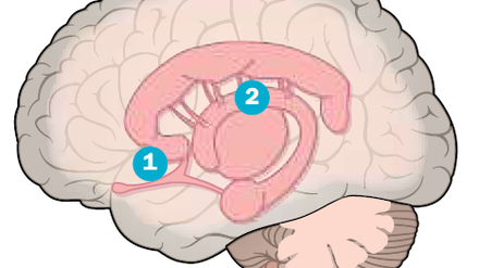 Im unteren Vorderhirn sitzt der Nucleus accumbens (1). Diese neuroanatomische Kernstruktur spielt eine wichtige Rolle im mesolimbischen System (2), unserem Belohnungszentrum, und auch bei der Suchtentstehung.