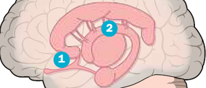 Im unteren Vorderhirn sitzt der Nucleus accumbens (1). Diese neuroanatomische Kernstruktur spielt eine wichtige Rolle im mesolimbischen System (2), unserem Belohnungszentrum, und auch bei der Suchtentstehung.