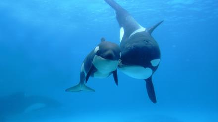 Orca-Mutter und ihr Neugeborenes.