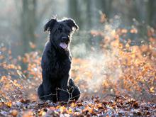 Wenn der Hund nicht zurückkommt: Ein Verein macht in Berlin die Besitzer toter Tiere ausfindig