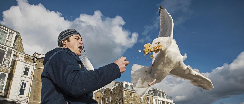 Heringsmöwen sorgen in Dublin erst für Panik unter Menschen, dann stehlen sie ihre Fish and Chips.