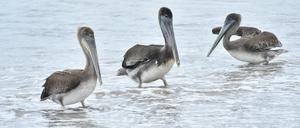 Pelikane in Puerto Vallarta, Mexiko am 31. Juli 2022.