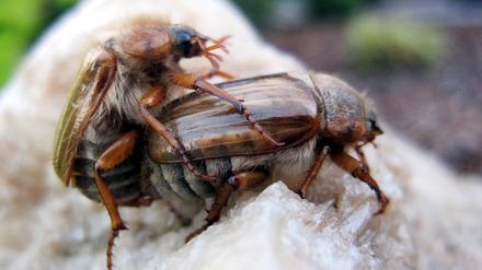 Sie lieben sich. Zwei Junikäfer bei der Paarung.