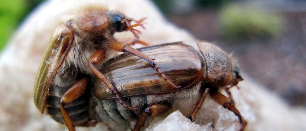 Sie lieben sich. Zwei Junikäfer bei der Paarung.