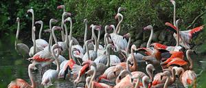 07.06.2023, Berlin: Mehrere Flamingos stehen in einem Teich im Flamingo-Gehege im Zoo Berlin. Seit mehr als 65 Jahren lebt er im traditionsreichen Berliner Zoo: Ein Flamingo namens Ingo gilt dort als ältester Bewohner. (zu dpa: «Ein Berliner Rekordhalter: Flamingo Ingo wird vermutlich 75») Foto: Jessica Lichetzki/dpa +++ dpa-Bildfunk +++
