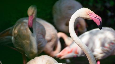 Er hat schon alles gesehen. Flamingo Ingo lebt seit 1955 im Berliner Zoo.