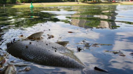 Ein toter Fisch im Landwehrkanal (Symbolbild).