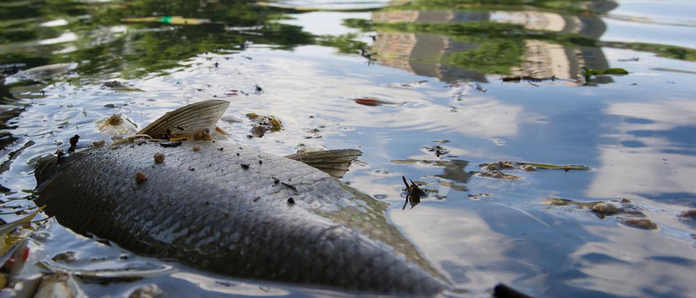 Ein toter Fisch im Landwehrkanal (Symbolbild).