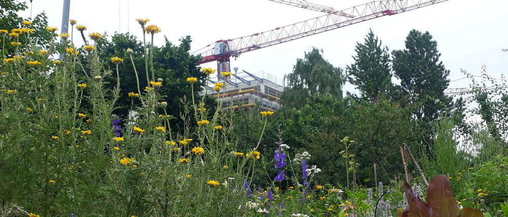 Der Bürgergarten ist ein Nachbarschaftsgarten nahe dem Ostkreuz. Bei der Fête de la Musique gibt es dort ein vielfältiges Programm.