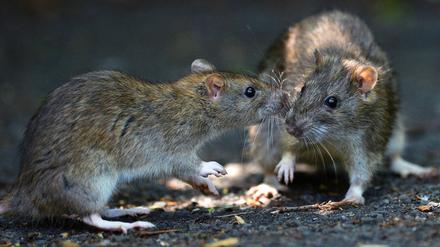 Im städtischen Umfeld legen Ratten ihre Scheu vor dem Menschen teilweise ab und lasen sich auch tags beobachten.