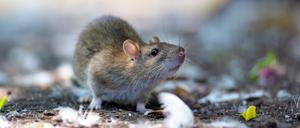 Brown rats in Leicester Leicester, Leicestershire, UK 30th May 2021. UK News. Brown rats forage for food in an inner city park in Leicester City Centre. Alex Hannam/Empics PUBLICATIONxINxGERxSUIxAUTxONLY Copyright: xAlexxHannamx 60117845