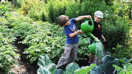 Schulkinder, Oberschüler und Kitakinder können an der Schule ganz viele verschiedene Projekte machen, wie zum Beispiel Brot backen, am Teich buddeln, sich um die Bienen kümmern oder um ihre eigenen Beete. 