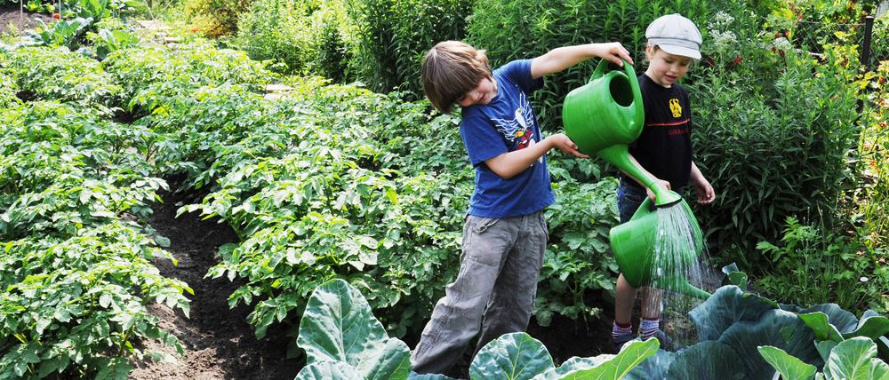 Schulkinder, Oberschüler und Kitakinder können an der Schule ganz viele verschiedene Projekte machen, wie zum Beispiel Brot backen, am Teich buddeln, sich um die Bienen kümmern oder um ihre eigenen Beete. 