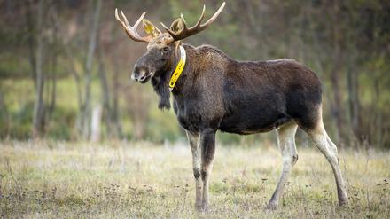 Ein Elch steht auf einer Wiese. Symbolbild