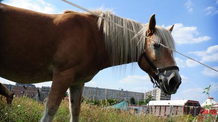 Ponys füttern gehört dazu, wenn man ein Freiwilliges Soziales Jahr auf der Kinderbauernhof und Abenteuerspielplatz „Waslala“ in Altglienicke macht.
