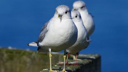 Auch in diesem Jahr macht die Vogelgrippe keine Sommerpause. Erneut trifft es vor allem Seevogelkolonien, allerdings sind dieses Mal andere Arten besonders betroffen. 