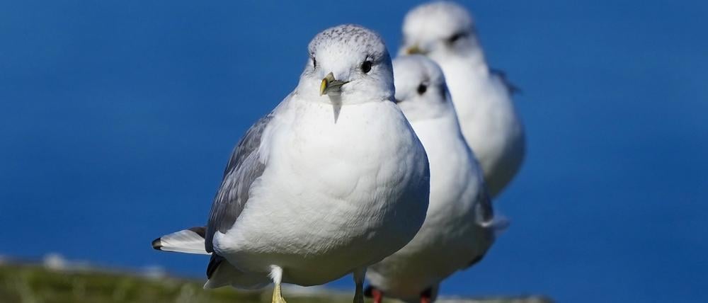 Auch in diesem Jahr macht die Vogelgrippe keine Sommerpause. Erneut trifft es vor allem Seevogelkolonien, allerdings sind dieses Mal andere Arten besonders betroffen.