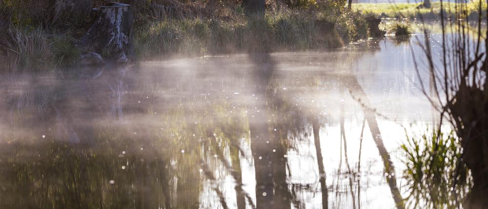 Nebel wabert bei Sonnenaufgang über einem Fließ im Spreewald.