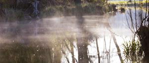 Nebel wabert bei Sonnenaufgang über einem Fließ im Spreewald.