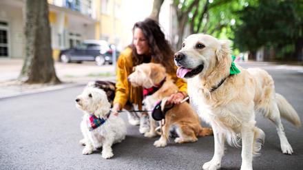 Fast jeder Hund lässt sich in der Großstadt halten.